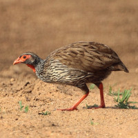 Red-necked Spurfowl